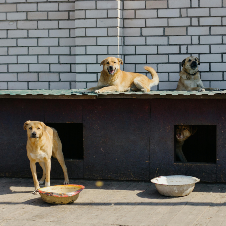 Чат-бот для притулку тварин