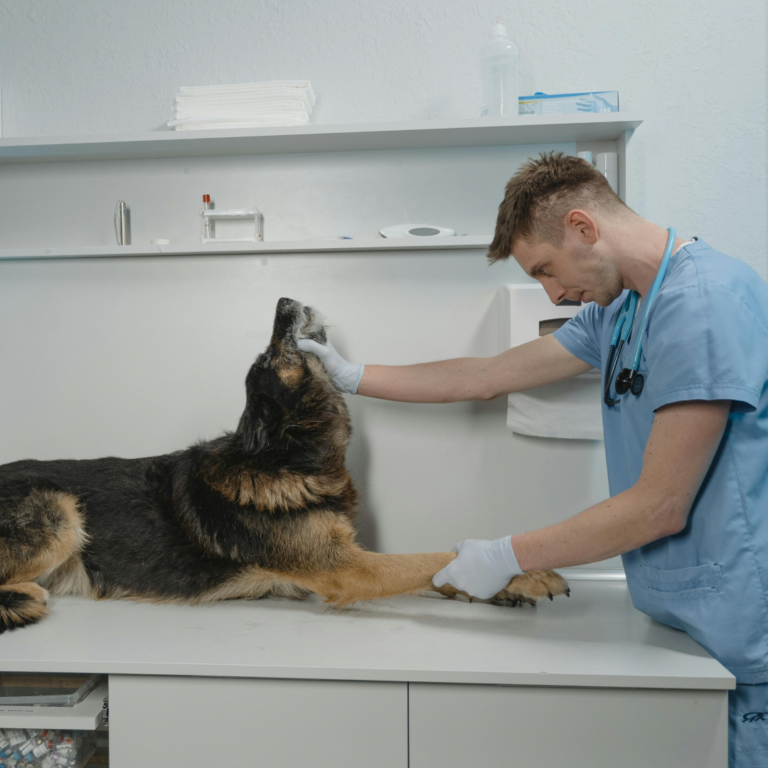 чат бот для вет клініка