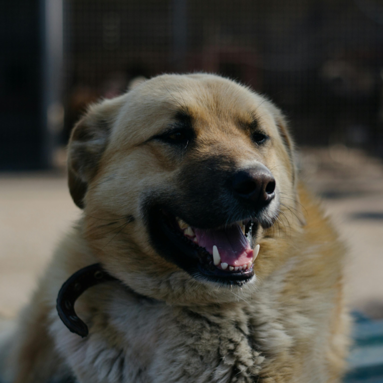 чат бот для вет аптека