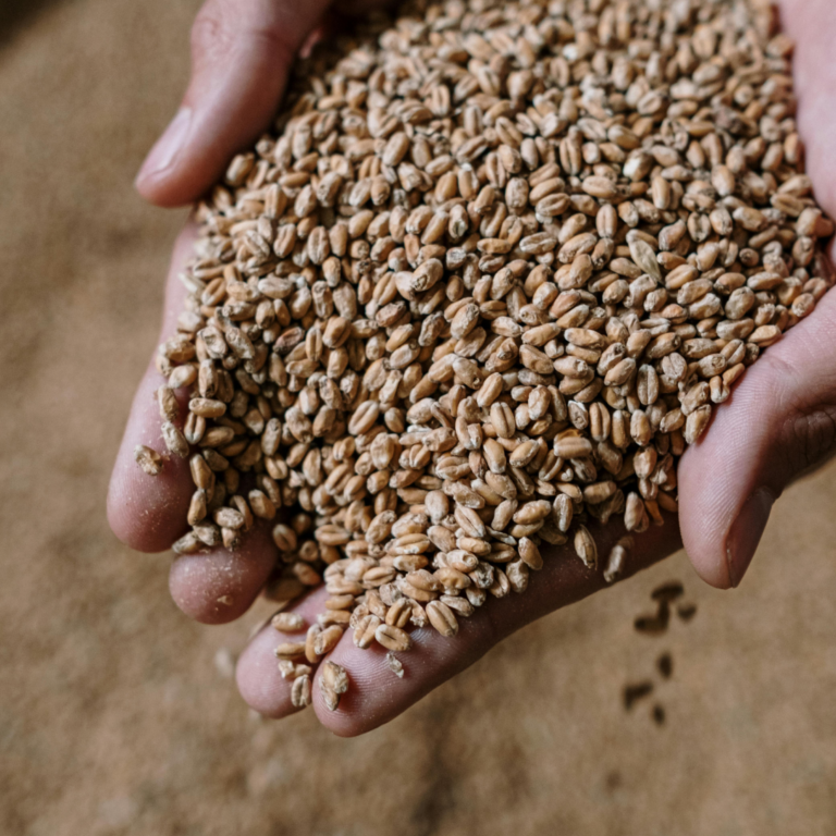 Чат-бот для закупівлі зернових